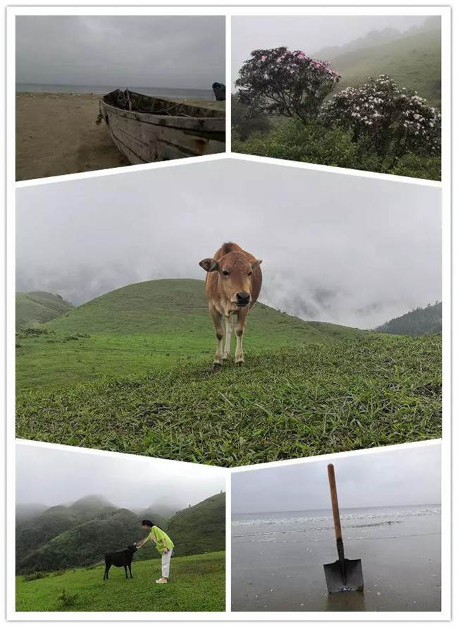 5月1日，陽西藍(lán)袍藍(lán)看海，陽春雞籠頂?shù)巧劫p高山杜鵑