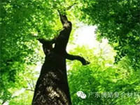 【博皓感悟】欲為大樹，莫與草爭