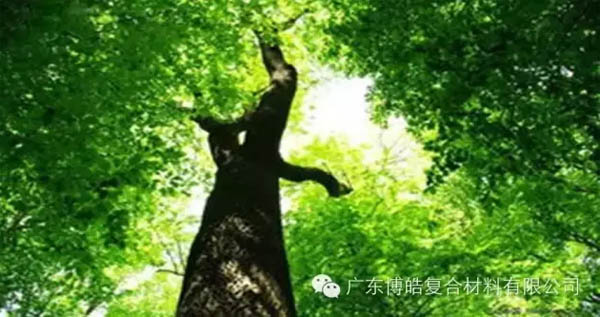 【博皓感悟】欲為大樹，莫與草爭(zhēng)-1