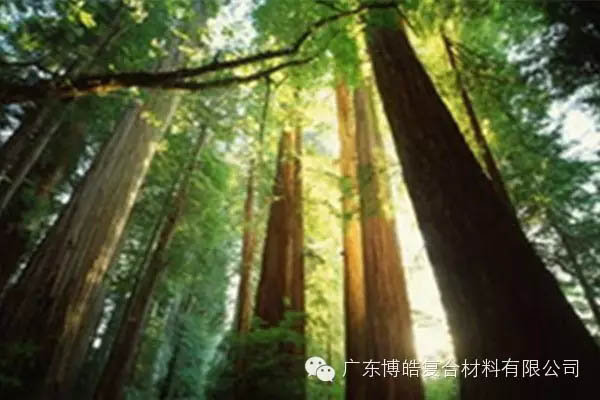 【博皓感悟】欲為大樹，莫與草爭(zhēng)-2