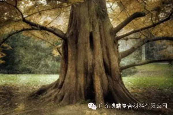 【博皓感悟】欲為大樹，莫與草爭(zhēng)-4