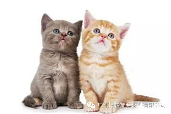 白貓黑貓，抓住老鼠就是好貓